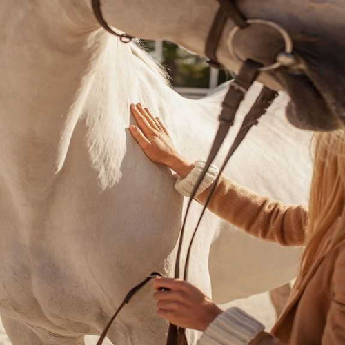 Individual interacting with a horse in equine assisted therapy, highlighting horse therapy for adults near me, therapeutic riding, and performance coaching.